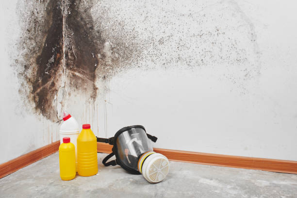 Best Post-Flood Mold Remediation in Star, NC