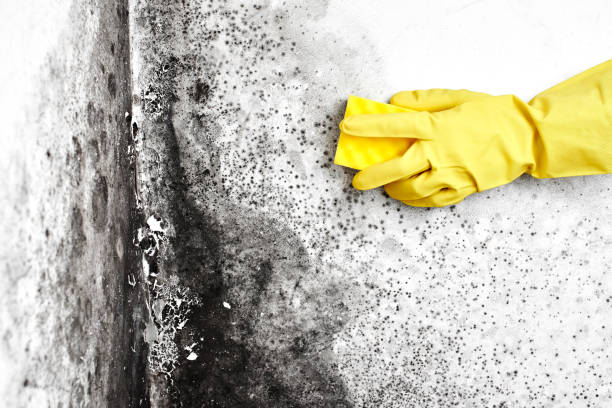 Best Mold Remediation for Specific Building Types in Star, NC