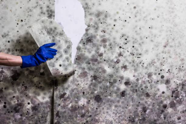 Best DIY Mold Remediation Support Services in Star, NC